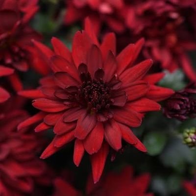 Livy @ ☭ Antifascist🌹's profile picture
