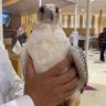 Фото профиля Hamad sultan