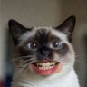 Grok Gone Wrong's profile picture