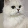 鯉魚's profile picture