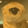 Hachimi's profile picture