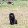 Newfie Dog Fan 的头像