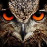 The Owl 的头像