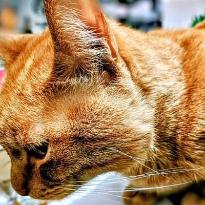 Ozono96's profile picture