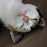 Profilbild von Albert