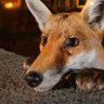 StreetFox profil fotoğrafı