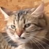 Kit Kat's profile picture
