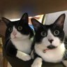 呉市のぽんちゃん profil fotoğrafı