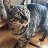 Фото профиля 波に揺られるわかめ