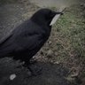 raven 的头像