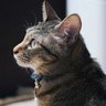 日本AI導入支援事業 AIススム 事業主's profile picture