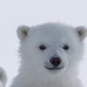 16時半に帰るシロクマ 的头像