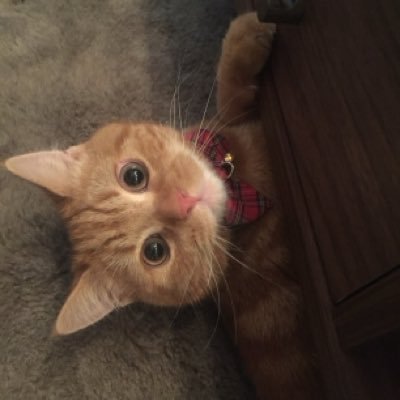 大川智宏's profile picture