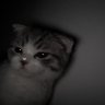 Scopeyyy profil fotoğrafı