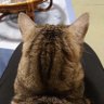 ねこまる(New) profil fotoğrafı