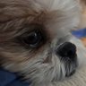 ミクたん🐶😊's profile picture