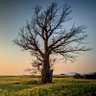 Profilbild von TreesAreNice
