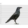 Фото профиля Lawyer Crow