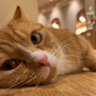 通りすがりのねこ's profile picture