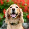 Dolores Stap 的头像