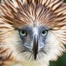 Profilbild von La pajarería
