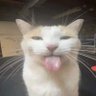 kebab | Uni phase's profile picture