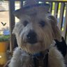 Baxter aka Snacks Harrison 的头像