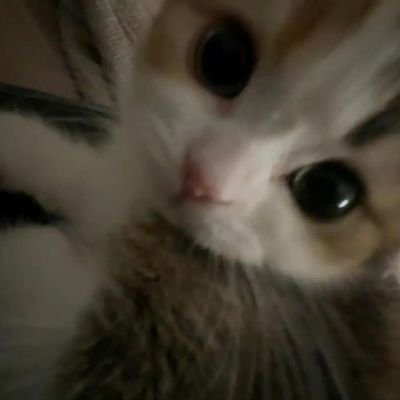 CATTI's profile picture