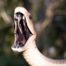 Venom's profile picture