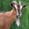 Фото профиля डॉ.बल्लू बकरा 🐐