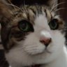 chihiro 25LOVE profil fotoğrafı