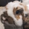Floure 🐇💜 profil fotoğrafı
