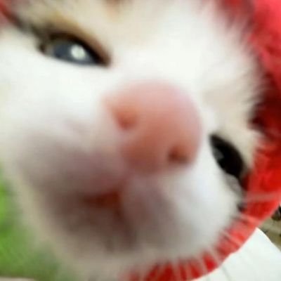 midnightveill's profile picture