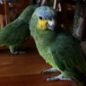 papagaio viado's profile picture