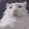 Toby profil fotoğrafı