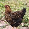 Profilbild von Roger the Wyandotte Hen