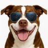 Profilbild von Barktography HQ 🇺🇸