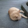 gako's profile picture