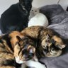 Фото профиля 猫ニャン