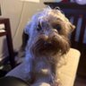WafflinHere's profile picture