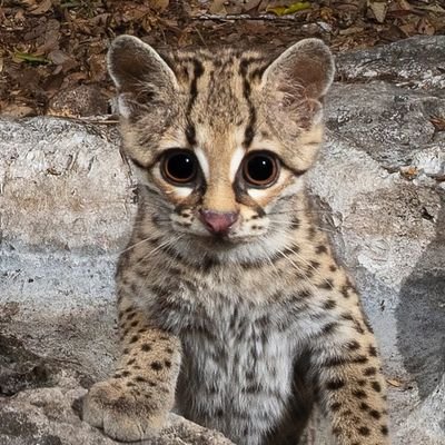 PandaSister_판다누나's profile picture
