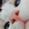 Michestal Jevicah's profile picture
