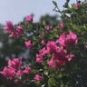 Фото профиля غيداء ام محمد