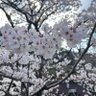 Фото профиля ひー