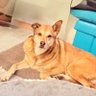 Profilbild von Rescued