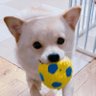 Profilbild von まゆごん