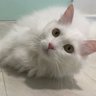 ピース🤍 profil fotoğrafı