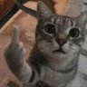 schrodinger's cat's profile picture