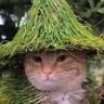 Profilbild von Snocu 🪿