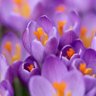 Фото профиля DAWNAIJAZ